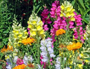 Snapdragon Annuals